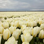 De Strandwielen *