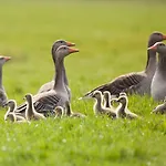 Villa De Strandwielen *