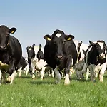 Villa De Strandwielen